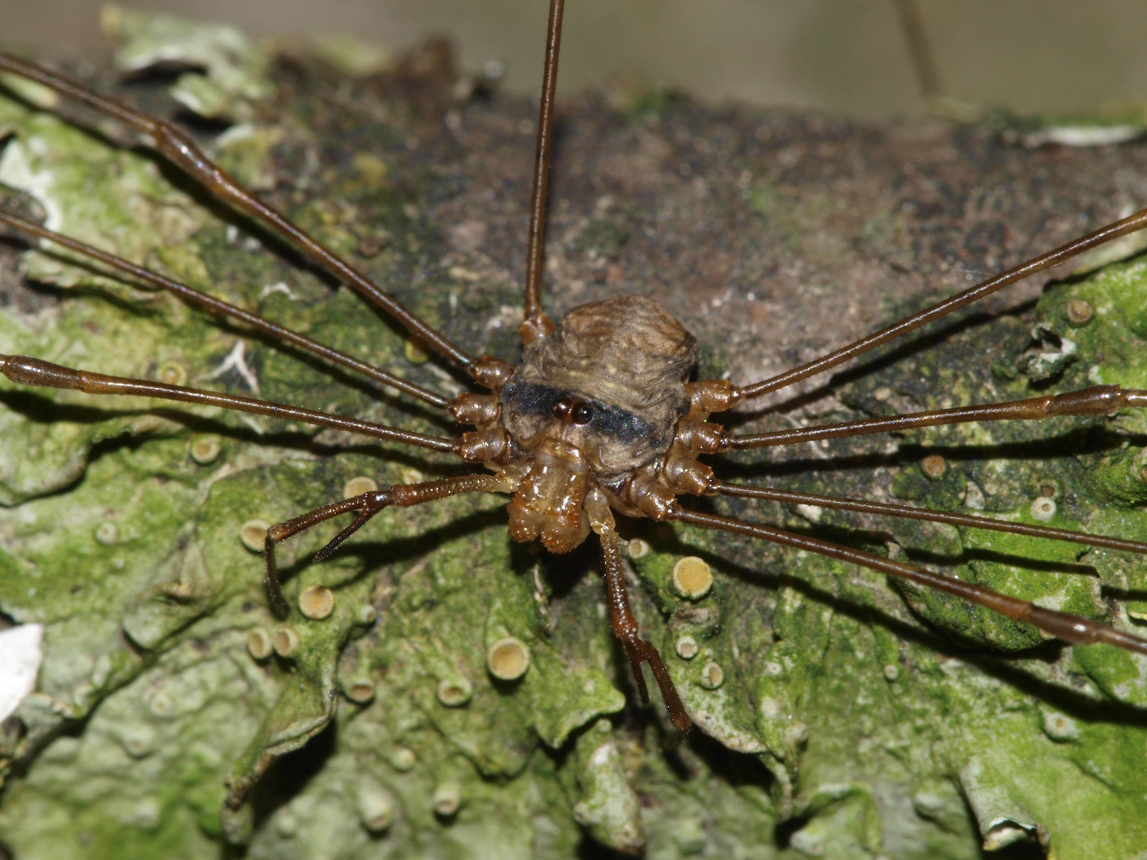 List Of Arachnids Of Ireland Wikipedia