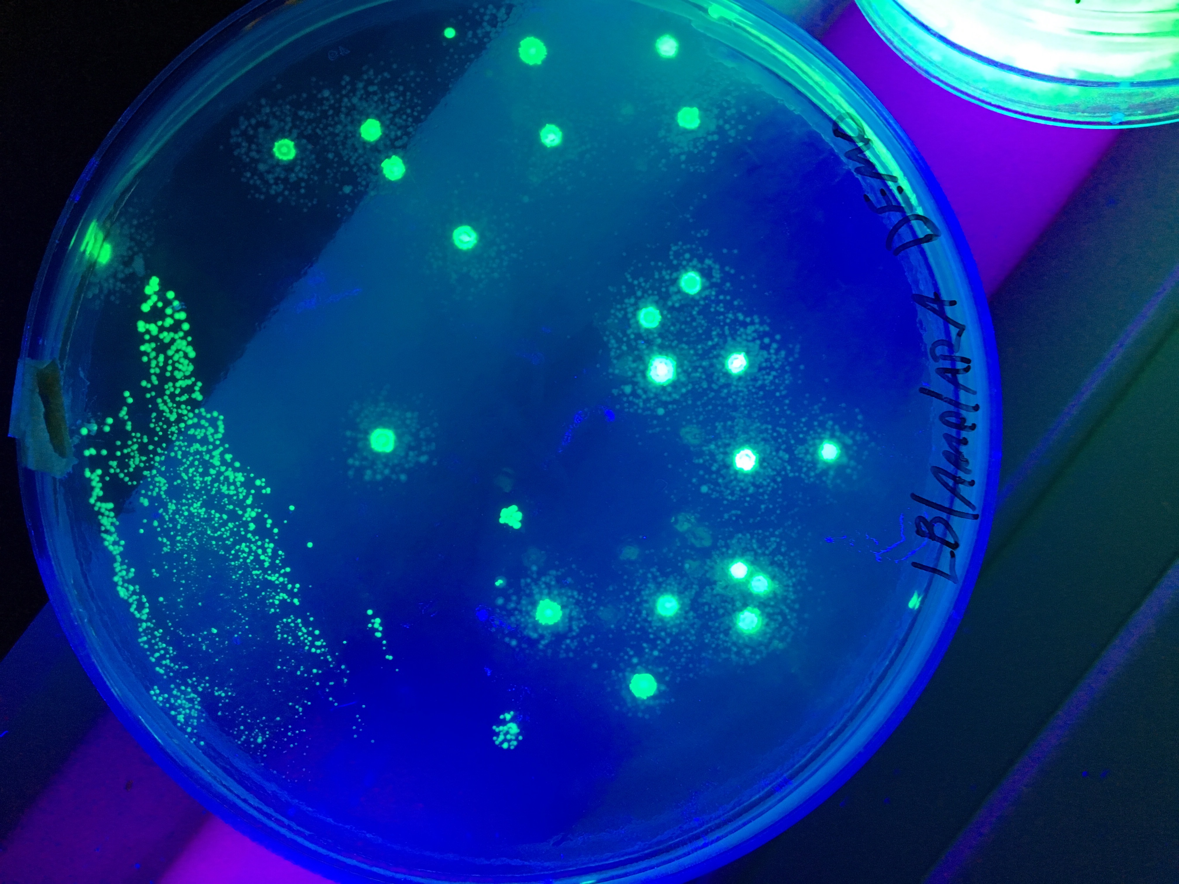 File E Coli That Has Been Transformed With Pglo Under Uv Light Jpg Wikimedia Commons