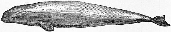 EB1911 Cetacea - Fig. 9.—Beluga or White-Whale (Delphinapterus leucas).jpg