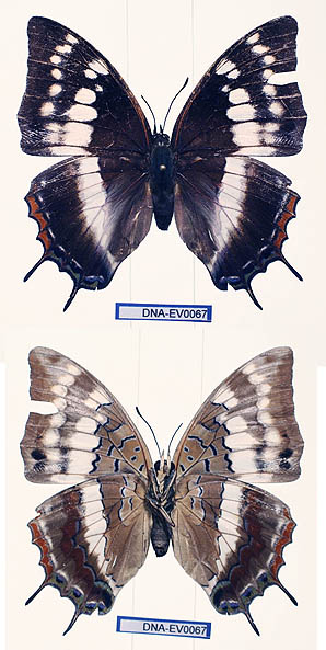 <i>Charaxes pembanus</i> Species of butterfly