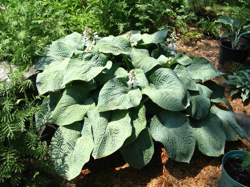 File:Elephant Ears.jpg