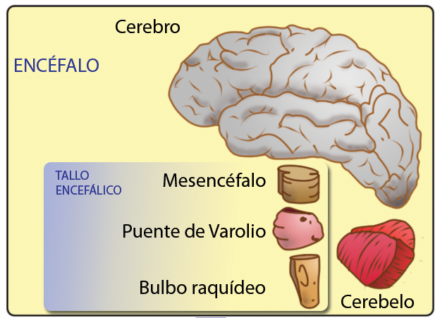 File:Encéfalo.png