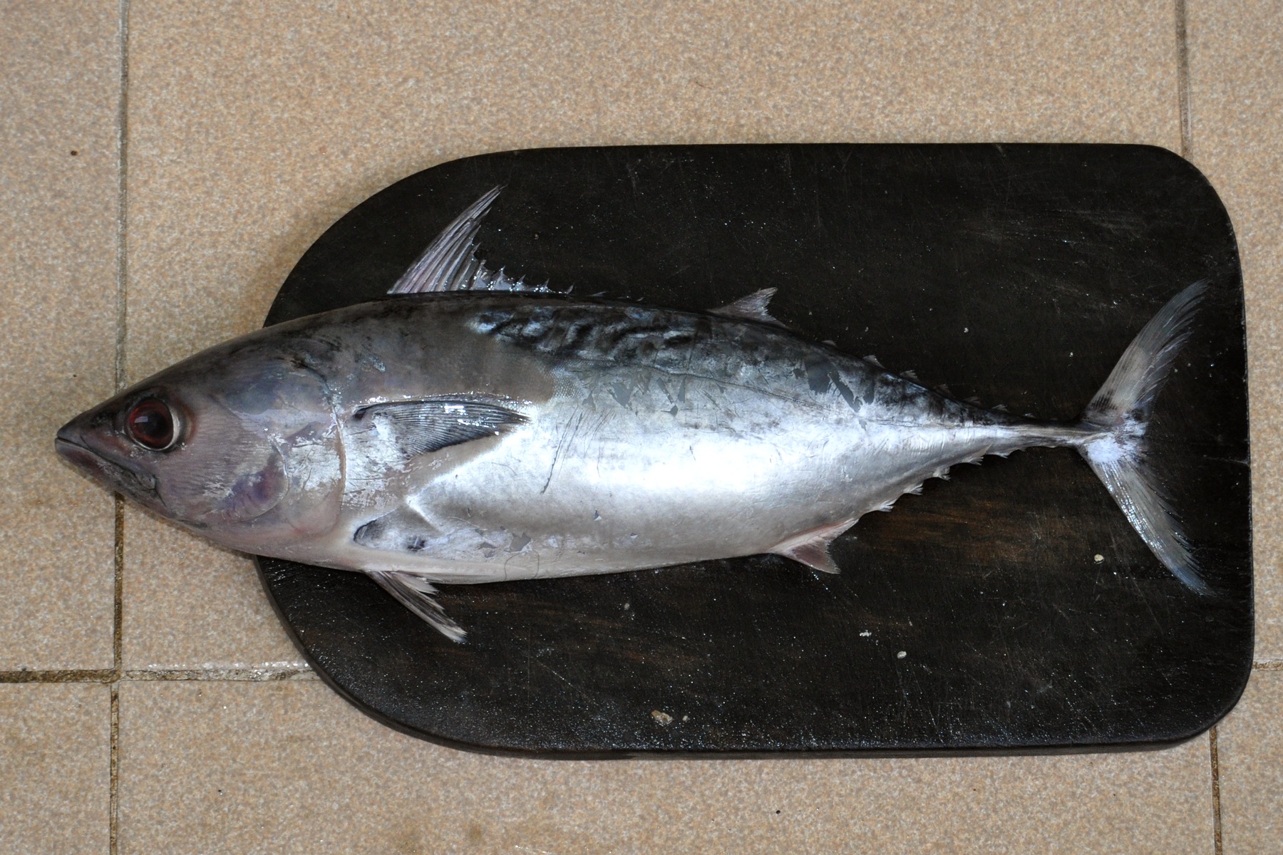 Ikan Tongkol Bahasa English