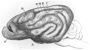 Cortical map representation of a dog by David Ferrier Ferriermonkey.gif