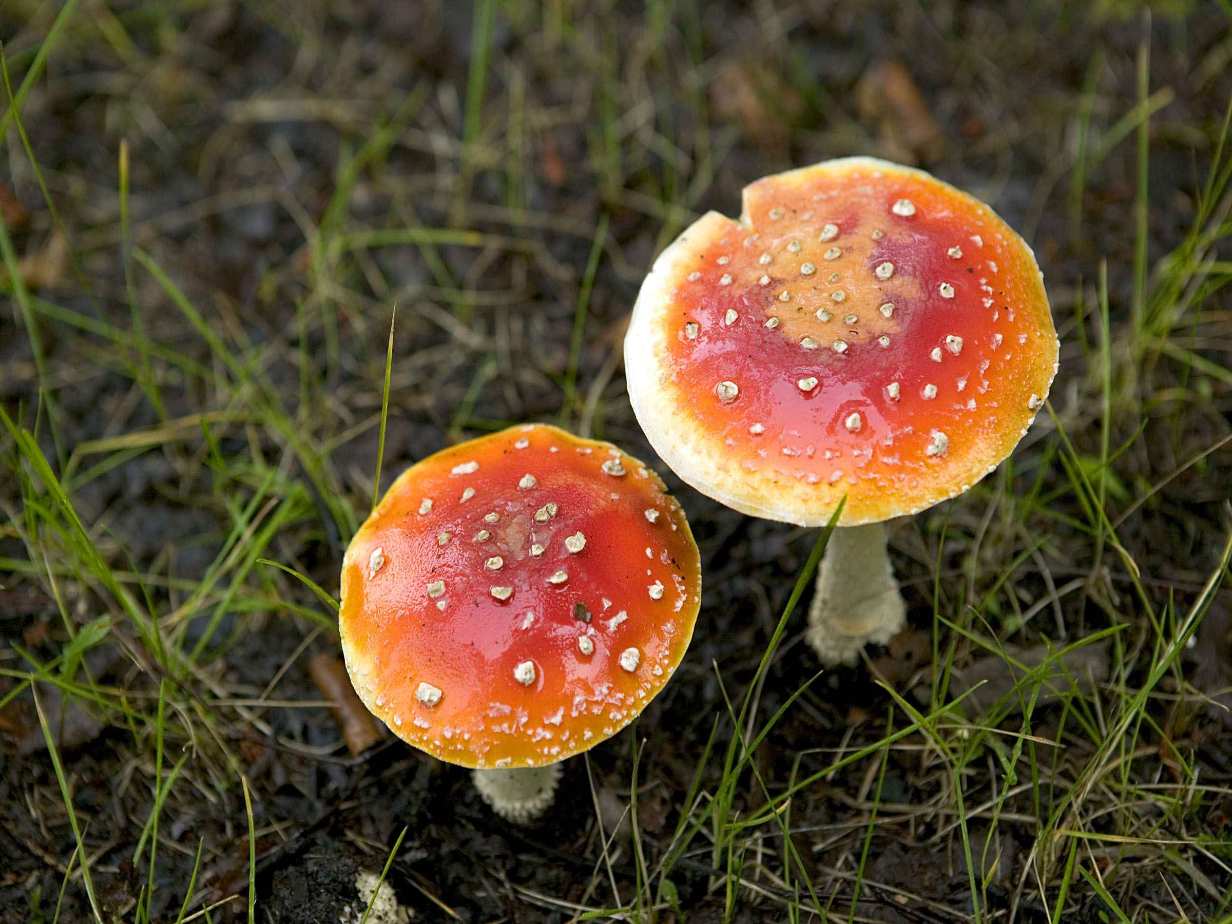 Fly_amanita_muscaria_mushroom_poisonous_and_psychoactive_basidiomycete_fungus