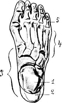 <span class="mw-page-title-main">Hallux rigidus</span> Medical condition