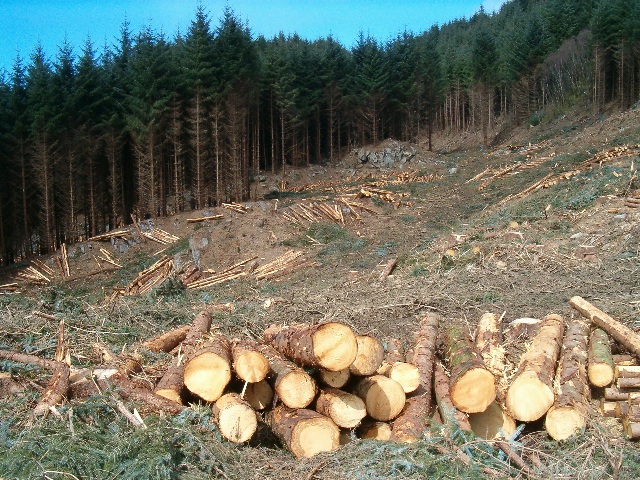 File:Freshly-felled timber - geograph.org.uk - 157386.jpg