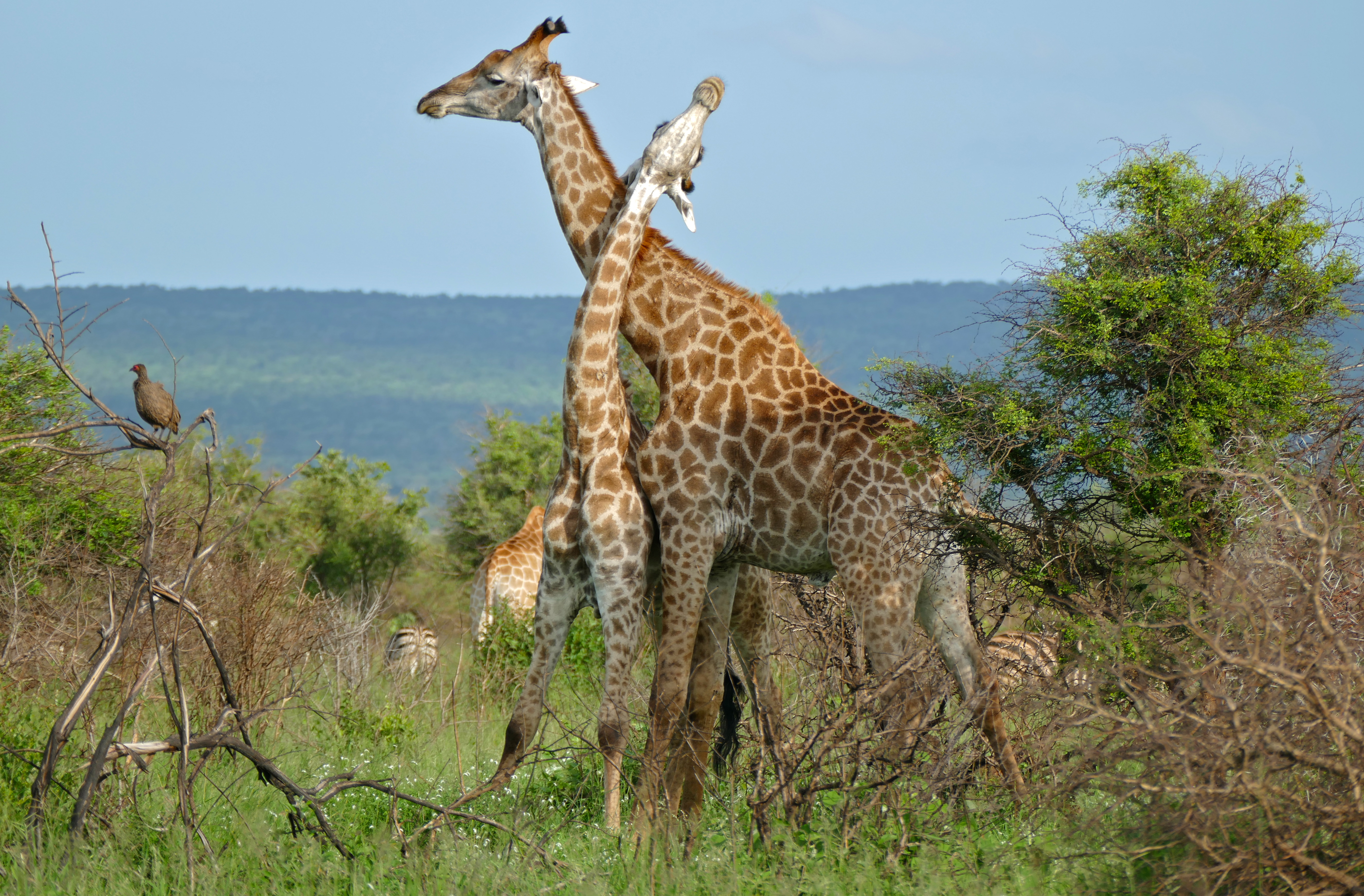 Giraffes (Giraffa camelopardalis) (16547224831).jpg