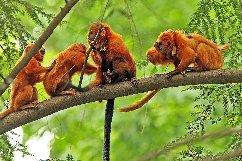 Image result for tamarin monkey family hi res