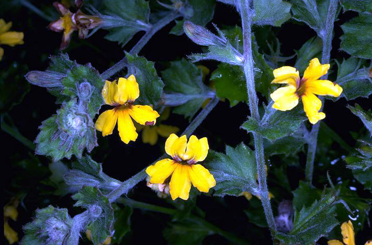 File:Goodenia rotundifolia.jpg