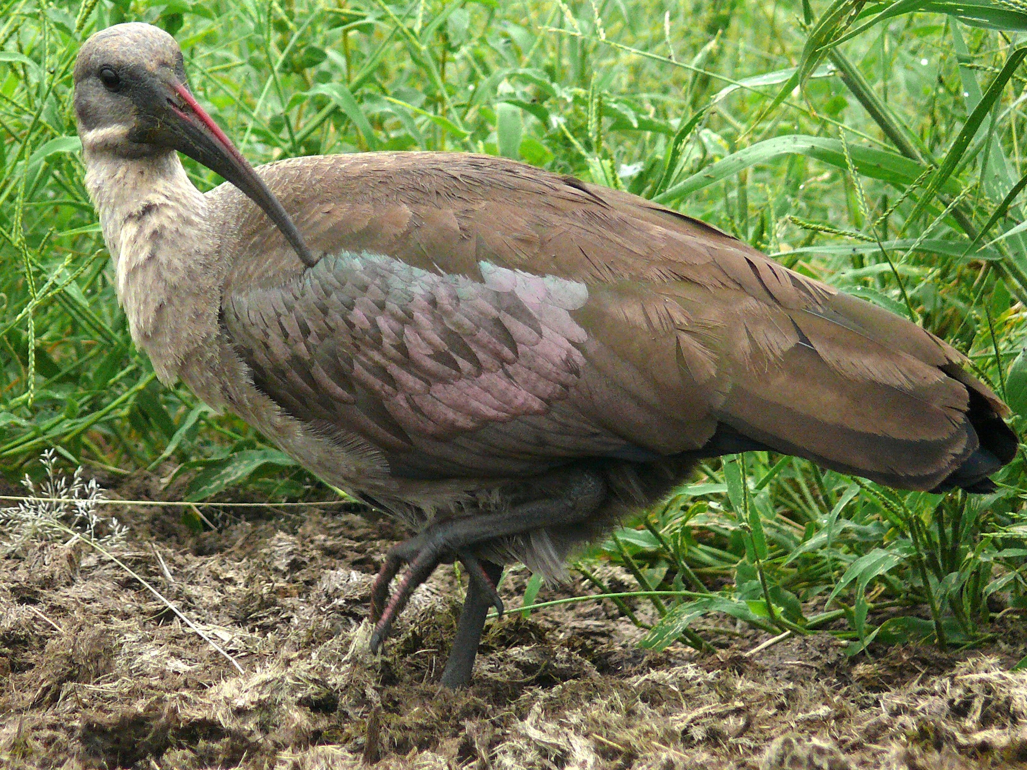 Hadeda Ibis (Bostrychia hagedash) (6040991315).jpg