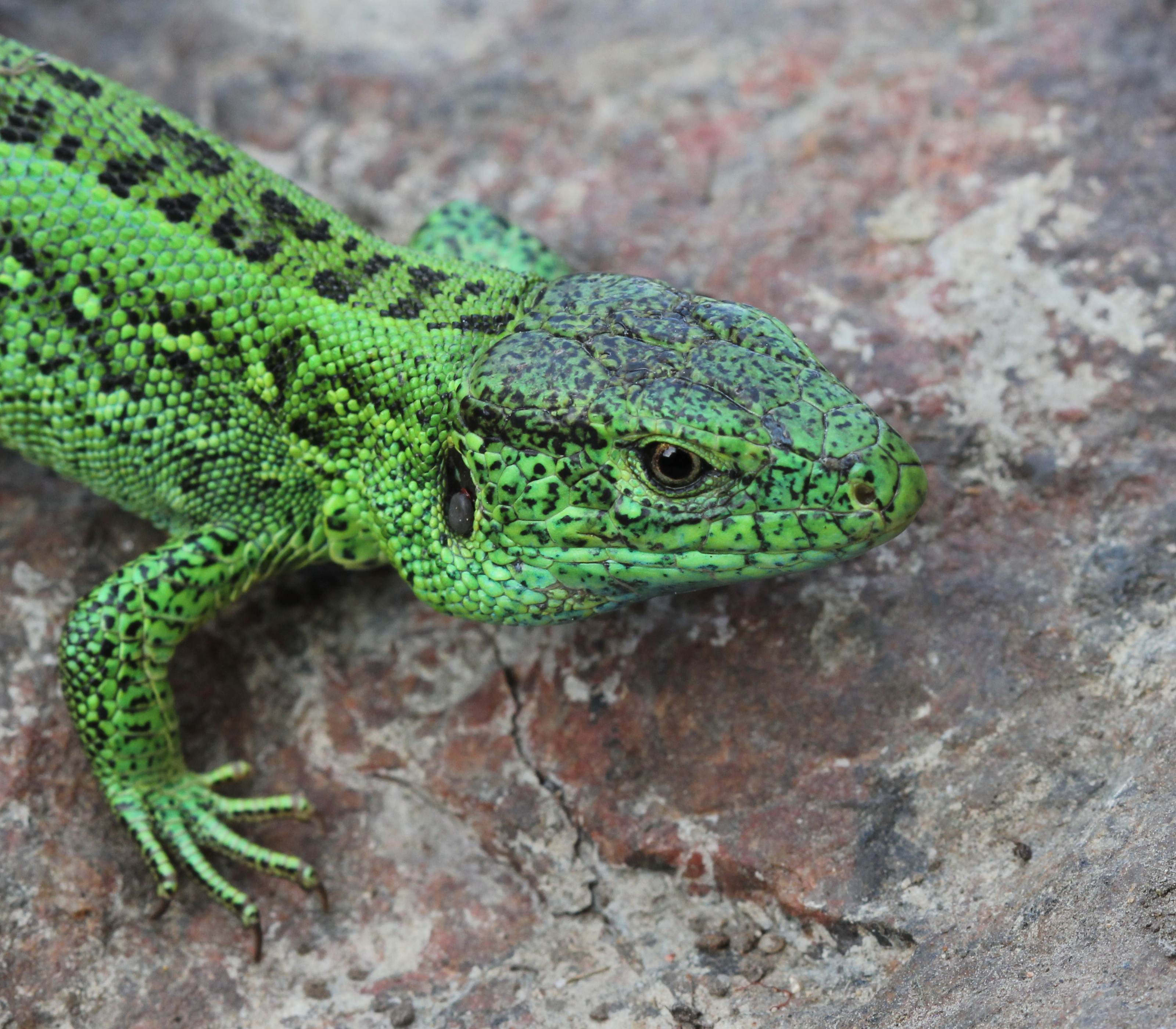 Опишите ящерицу. Lacerta Agilis. Прыткая ящерица Lacerta Agilis. Ящерица прыткая (лат. Lacerta Agilis). Самец Lacerta Agilis.