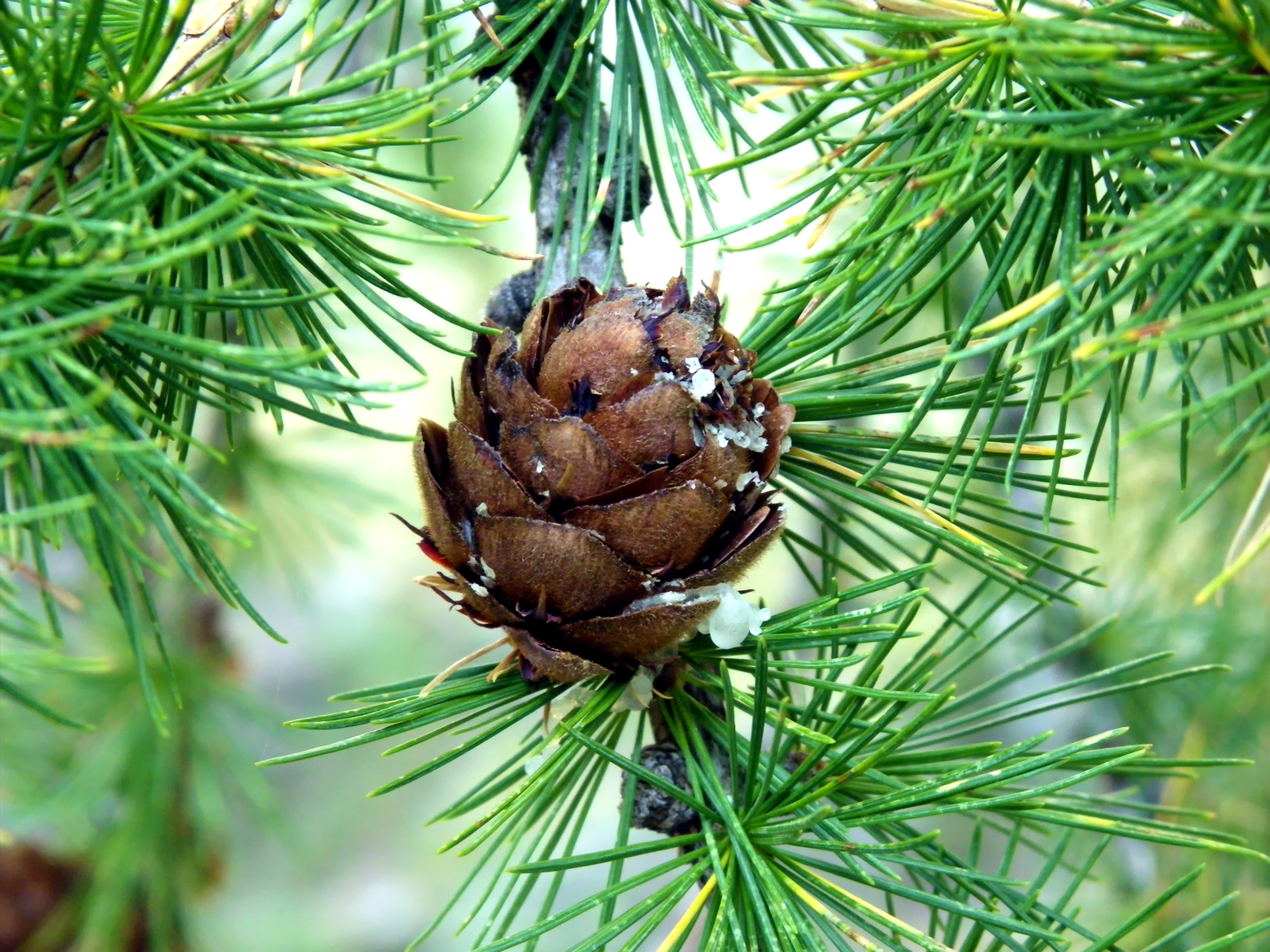 Шишк. Лиственница европейская Larix decidua. Лиственница европейская шишки. Шишка лиственницы. Лиственница шишечки.