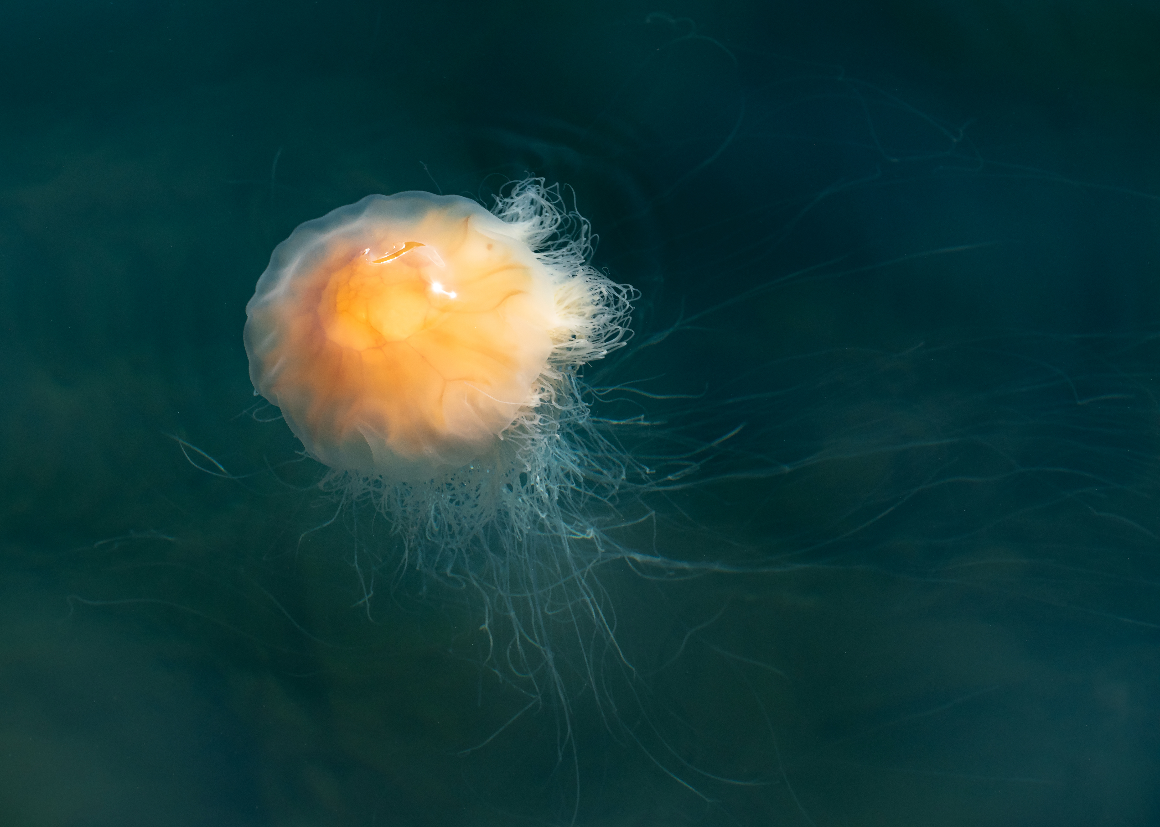 File Lion S Mane Jellyfish In Gullmarn Fjord At Samstad 4 Jpg Wikimedia Commons