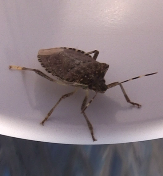 File:Loz stinkbug.png