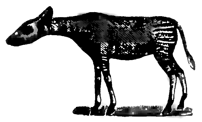 File:M. Arcta słownik ilustrowany języka polskiego - ilustracja do hasła Okapi.png