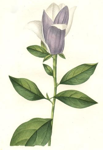 File:Magnolia obovata - Saint-Hilaire.jpg