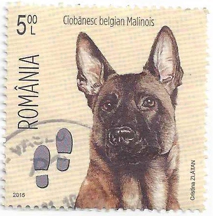 Malinois - Wikimedia Commons