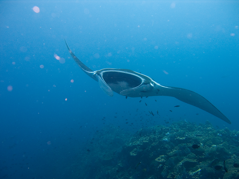 File:Manta birostris-Thailand2.jpg