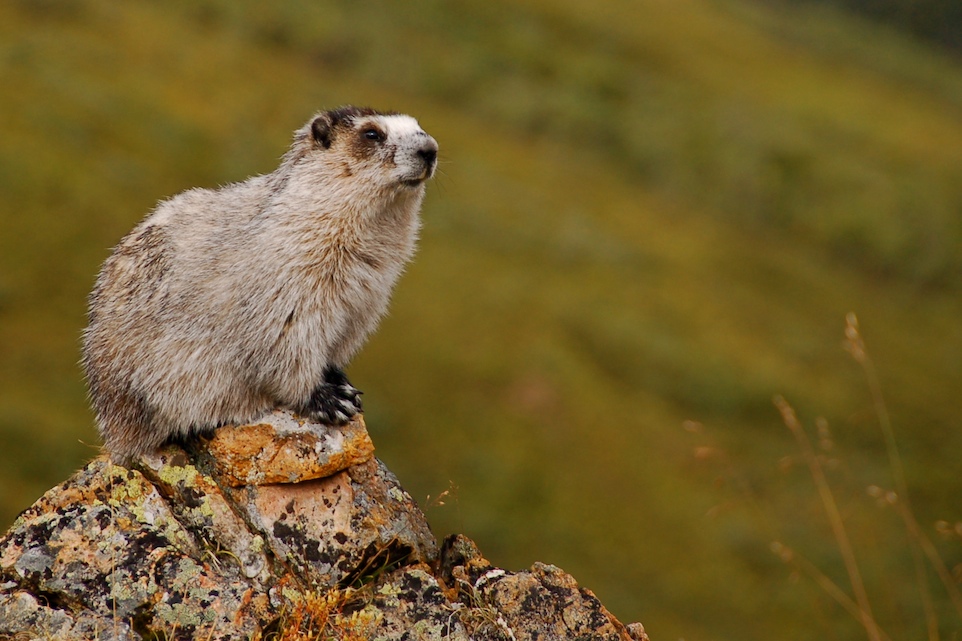 The average adult weight of a Hoary marmot is 2.25 kg (4.96 lbs)