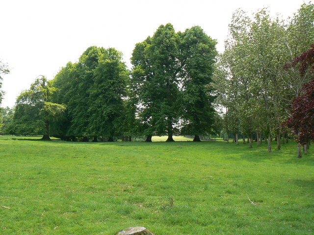 Mature Trees - Hackwood Estate - geograph.org.uk - 818074