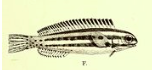 <i>Meiacanthus anema</i> Species of fish
