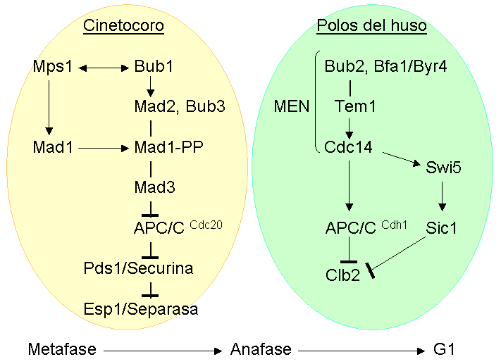 File:Mitotic checkpoint yeast.png