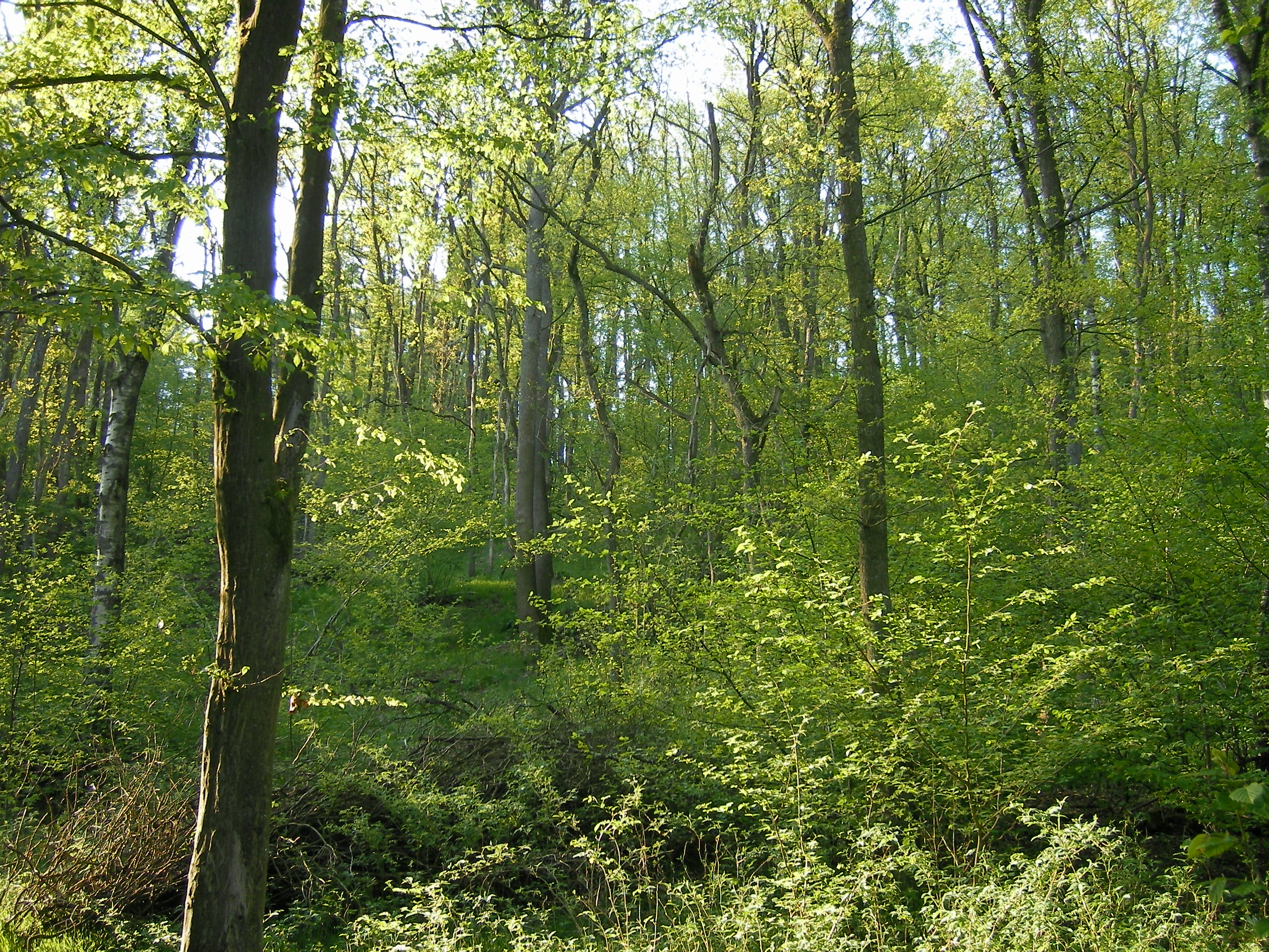 Naturschutzgebiet Uebachtal, Blick durch den artenreichen Mischwald im Mai 2008.