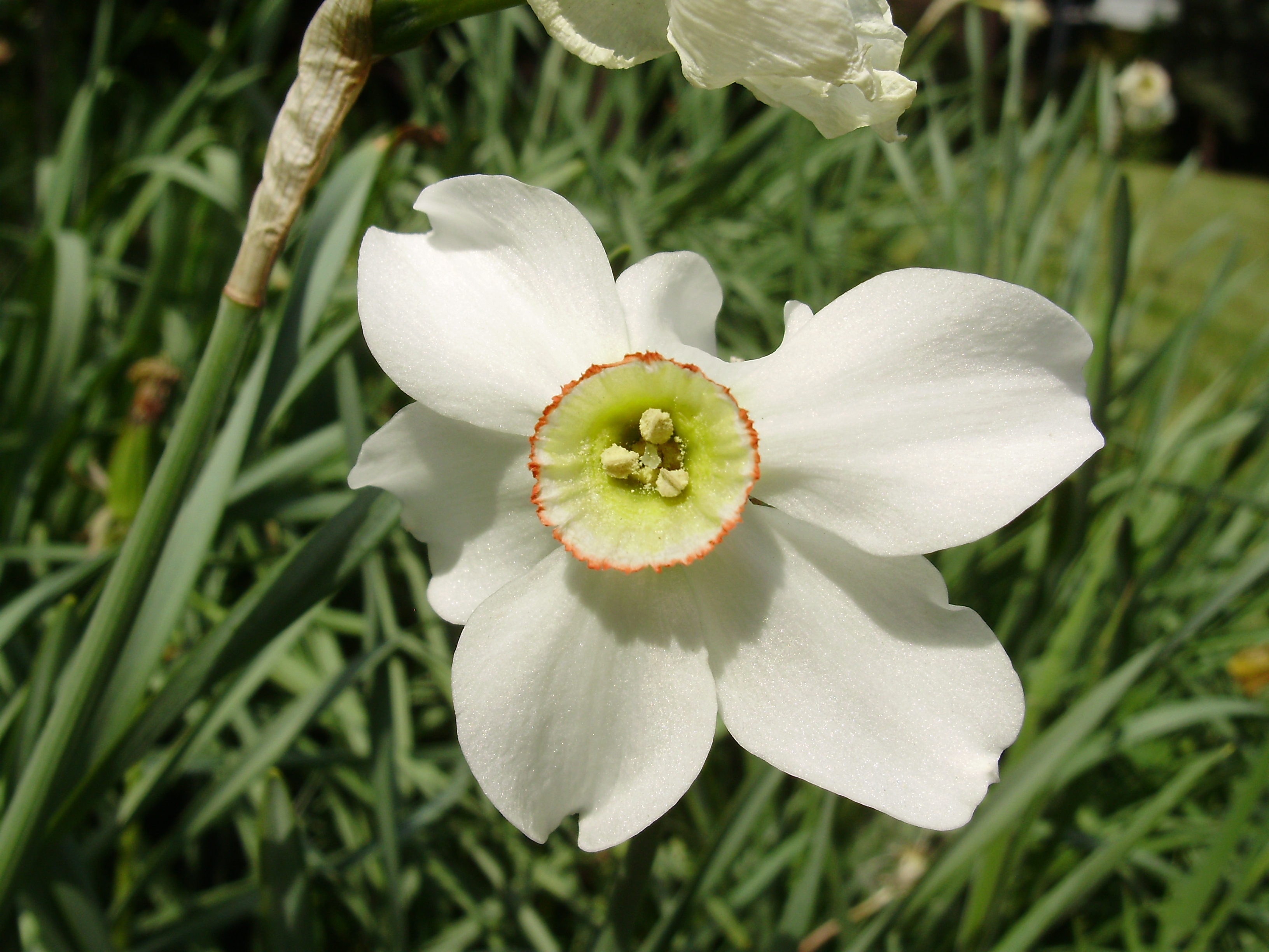datei:narcissus flower – wikipedia