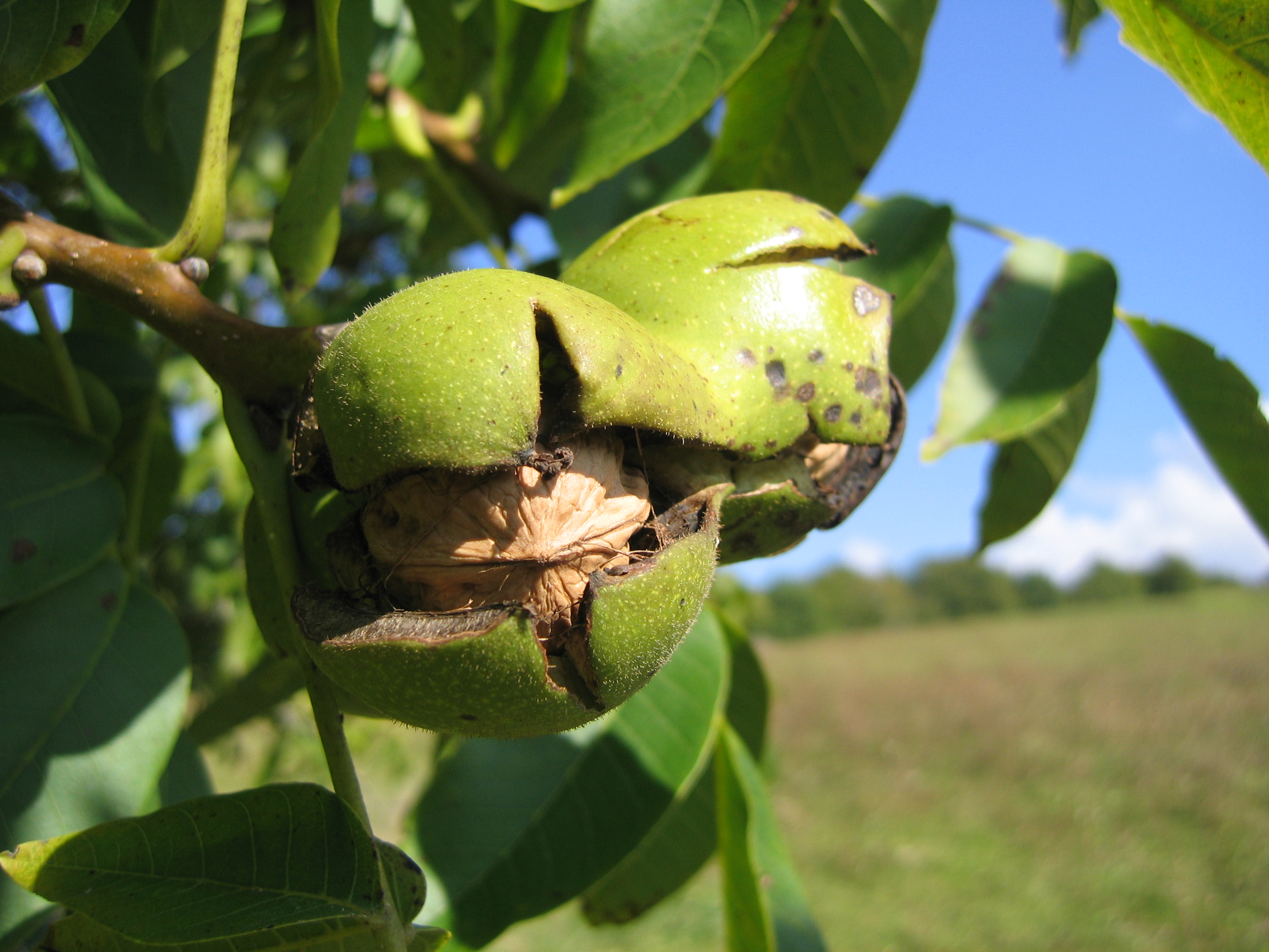 Древесина грецкого ореха. Орех грецкий (Juglans Regia). Juglans Regia дерево. Juglans cinerea (волошский орех). Орешник грецкий дерево.