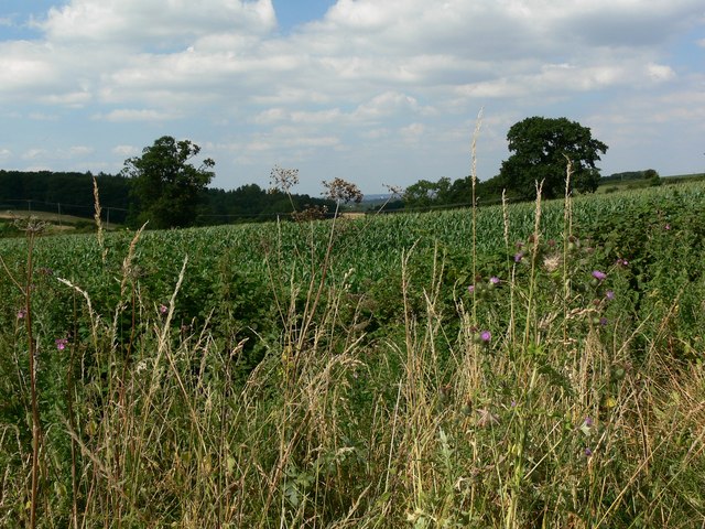 File:Northwest Leicestershire countryside - geograph.org.uk - 915644.jpg