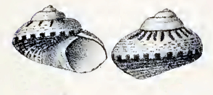 <i>Notogibbula lehmanni</i> Species of gastropod