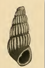 <i>Parthenina meta</i> Species of gastropod