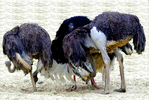 Ostriches-head-in-sand2