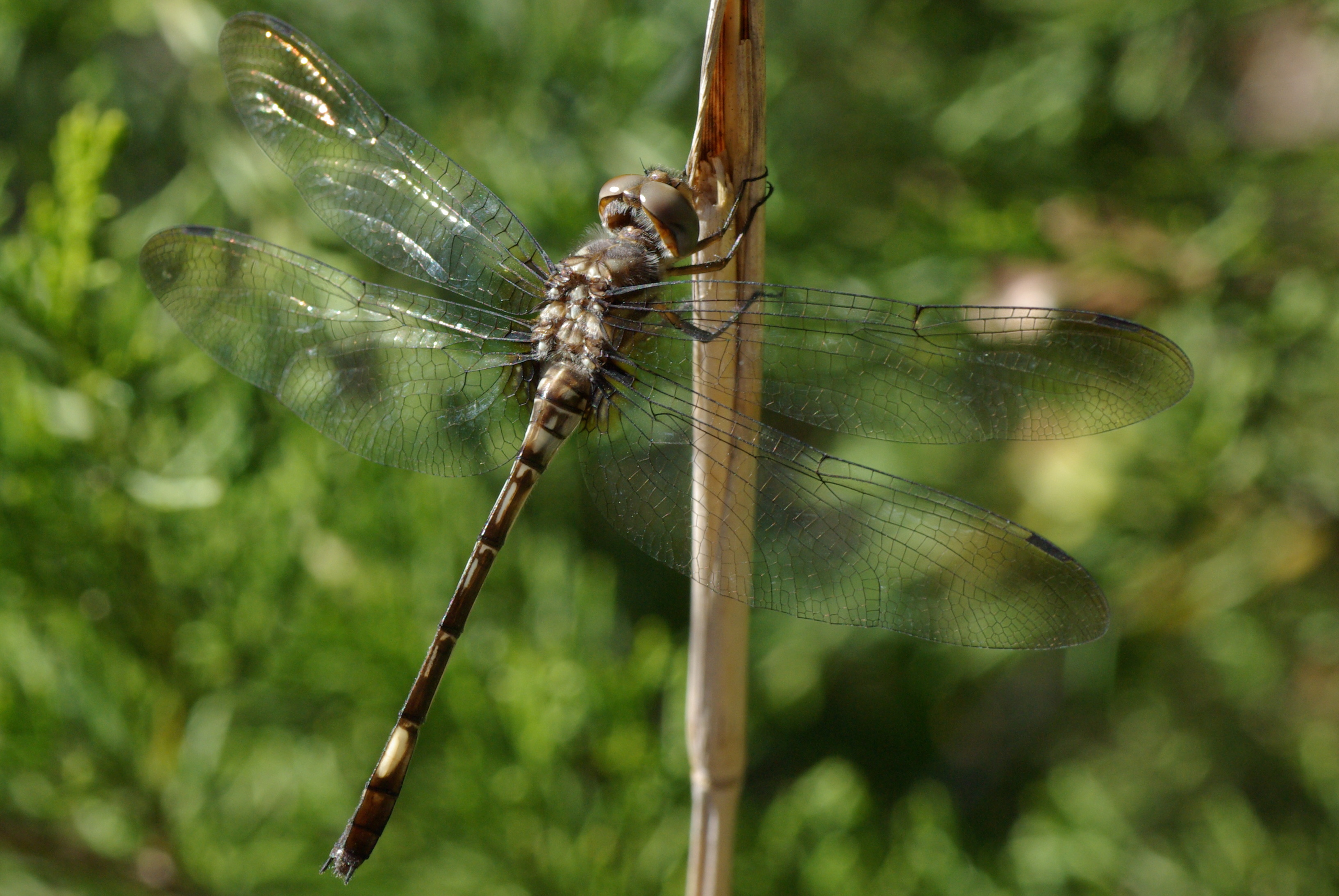 Ales Brown Flexx Dragonfly Nymph