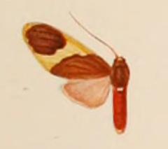 <i>Paranerita inequalis</i> species of insect