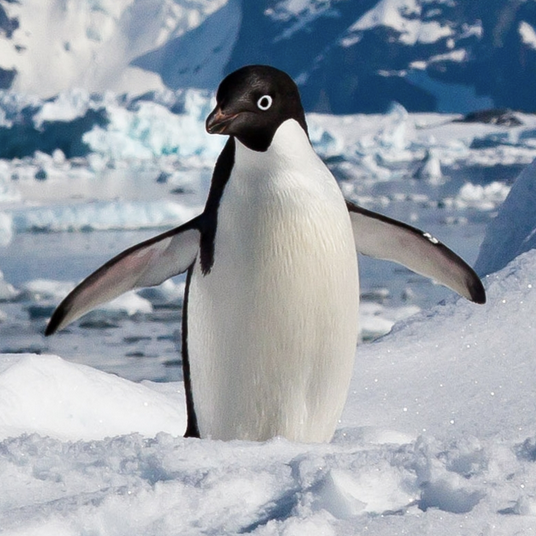 File:Penguu (Adelie Penguin).png