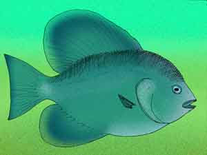 <i>Psettopsis</i> Extinct genus of fishes