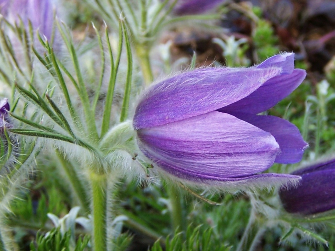 Pulsatilla Koreana