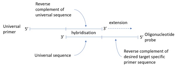 File:RC-PCR Target specific primer generation.jpg