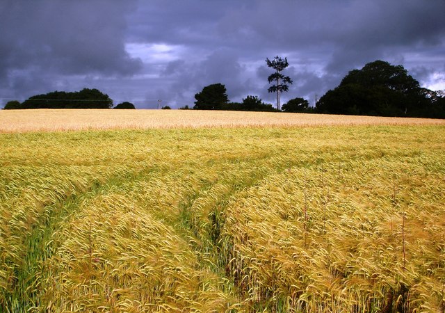 File:Radio Mast, Kennels Road, near Lupton, Summer - geograph.org.uk - 1387027.jpg