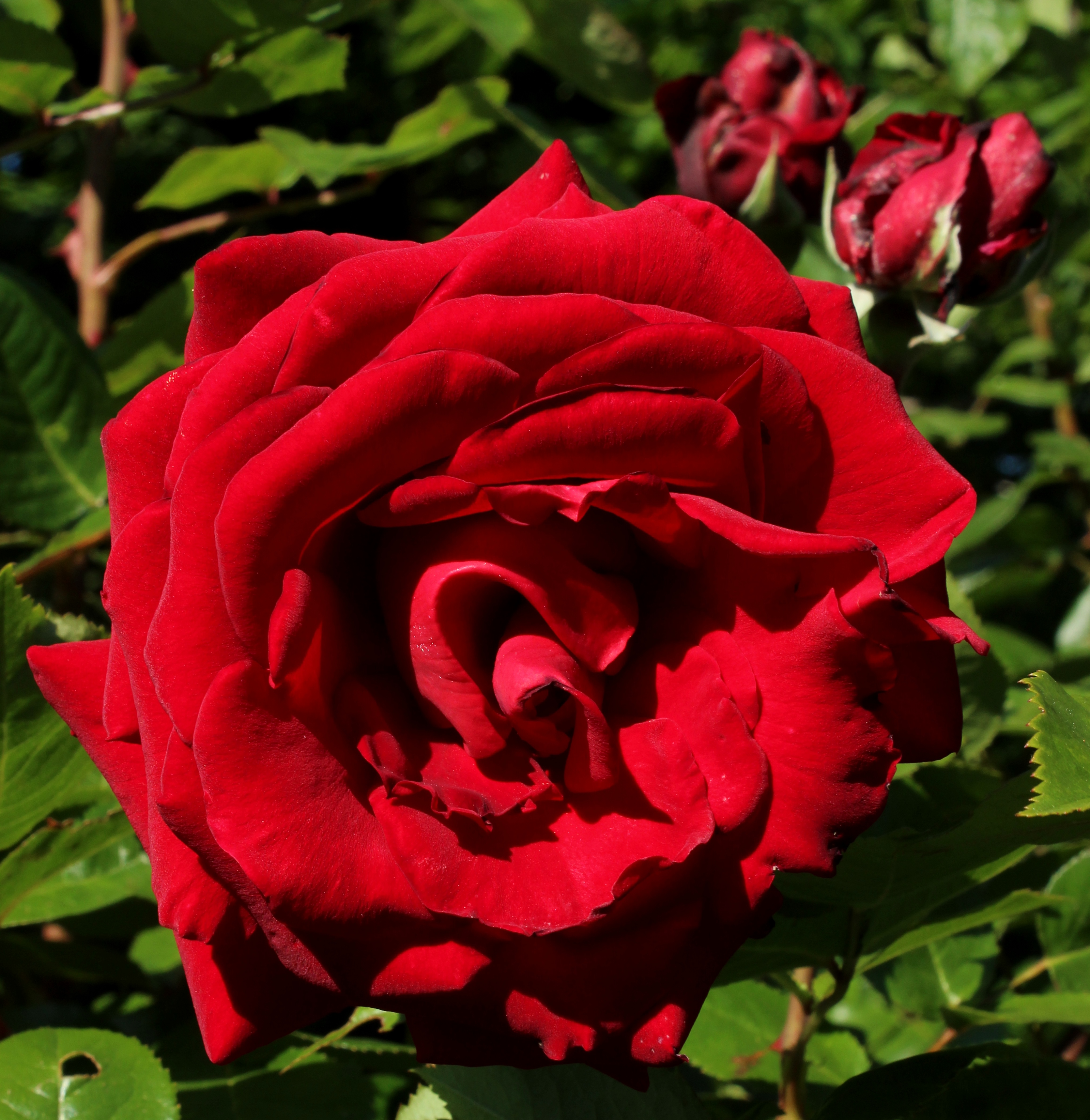 The Hague Rose Trials Wikimedia Commons