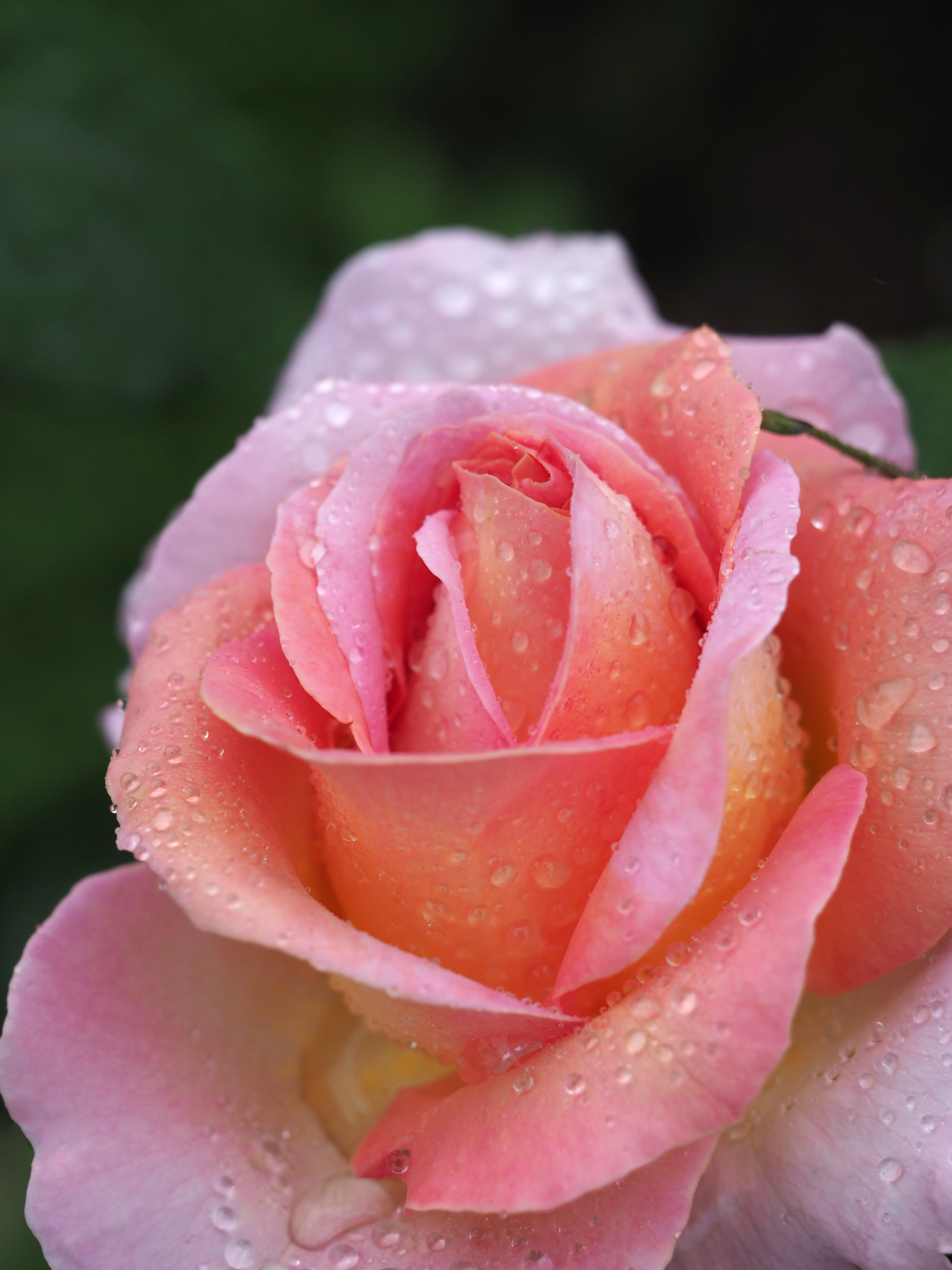 File Rose Elle バラ エル Jpg Wikimedia Commons