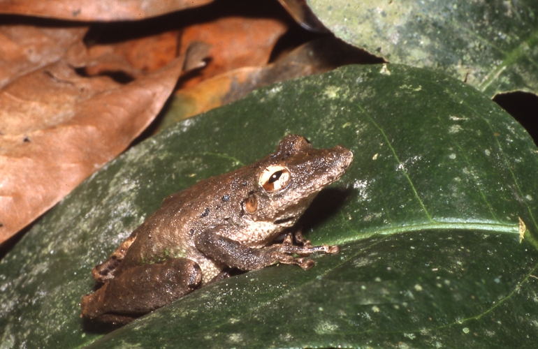 File:Scinax garbei01.jpg