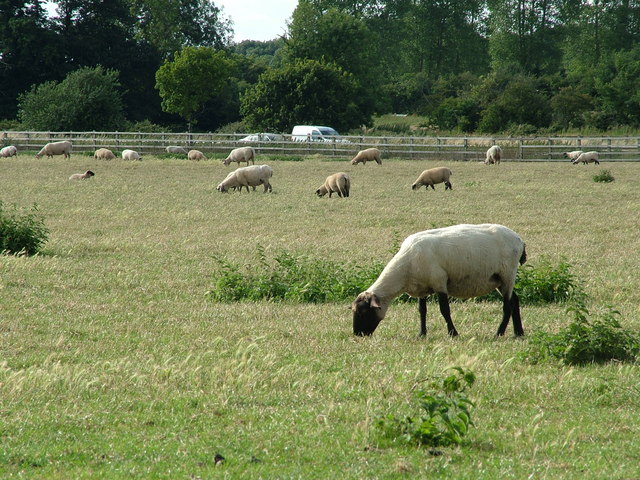 File:Sheep grazing by A14 - geograph.org.uk - 1405830.jpg