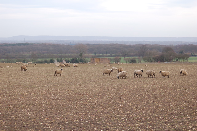 File:Sheep grazing on stubble - geograph.org.uk - 339169.jpg