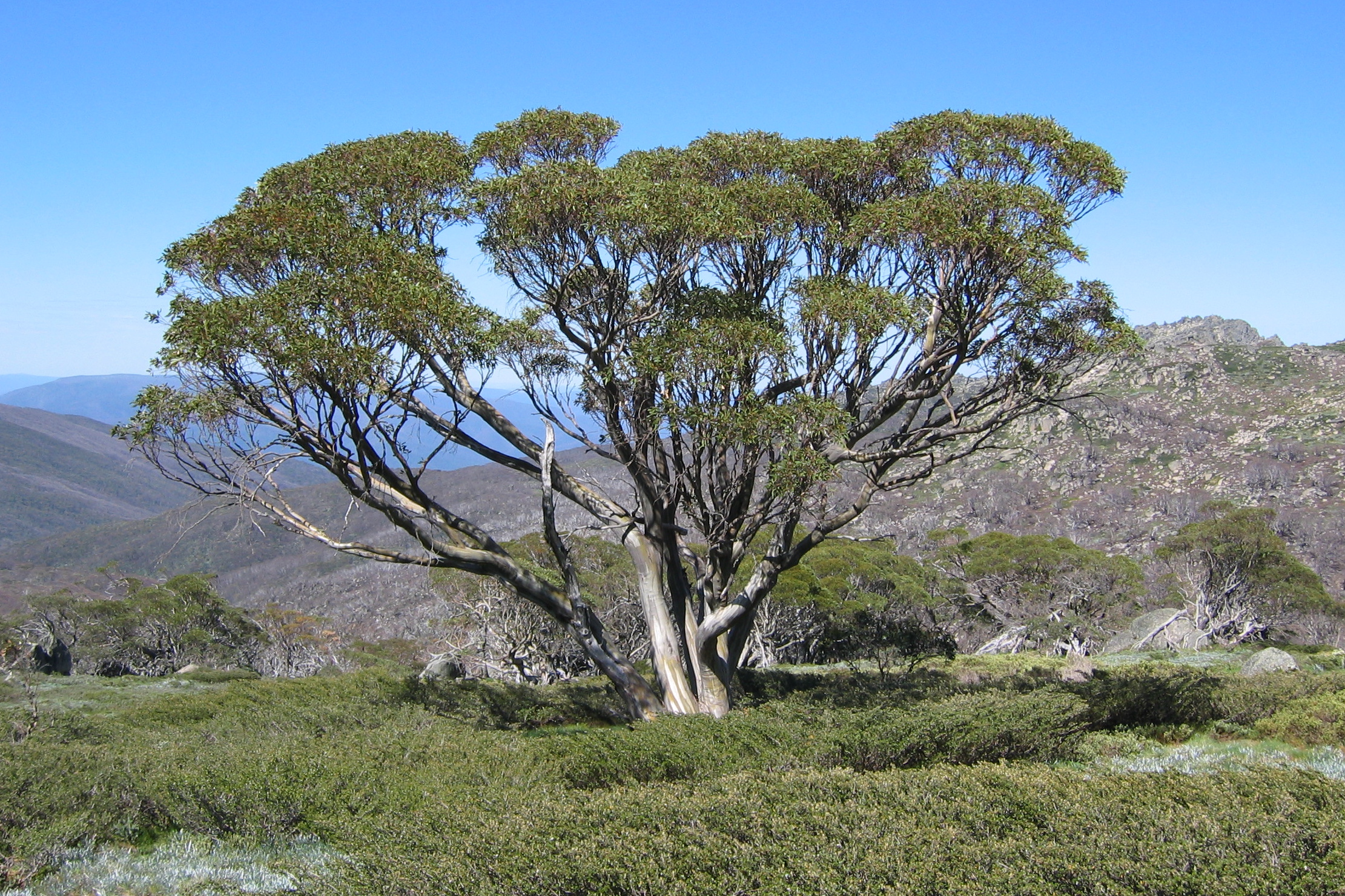 Эвкалипт дерево в Австралии