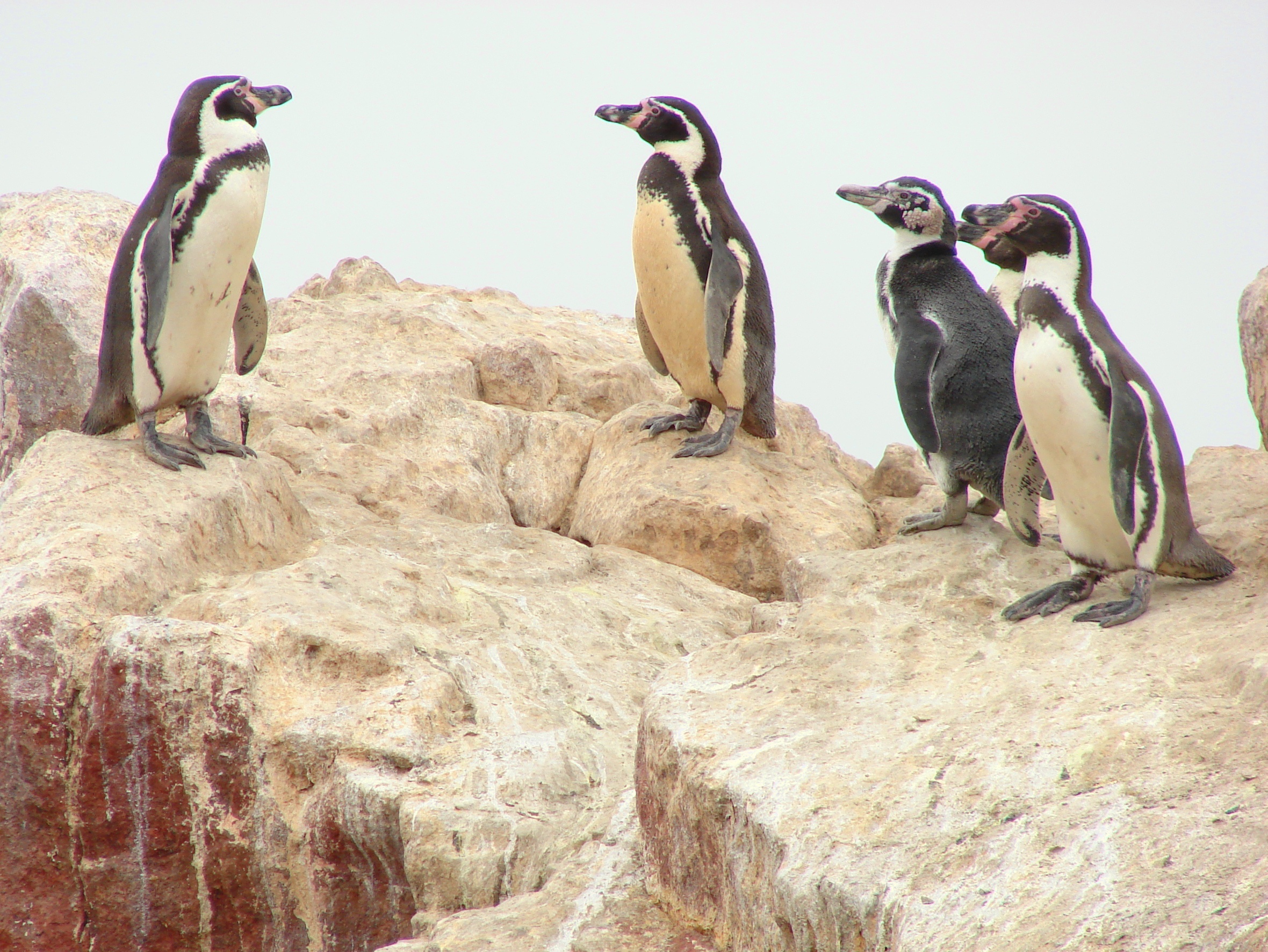 Spheniscus humboldti, Islas Ballestas 9.jpg