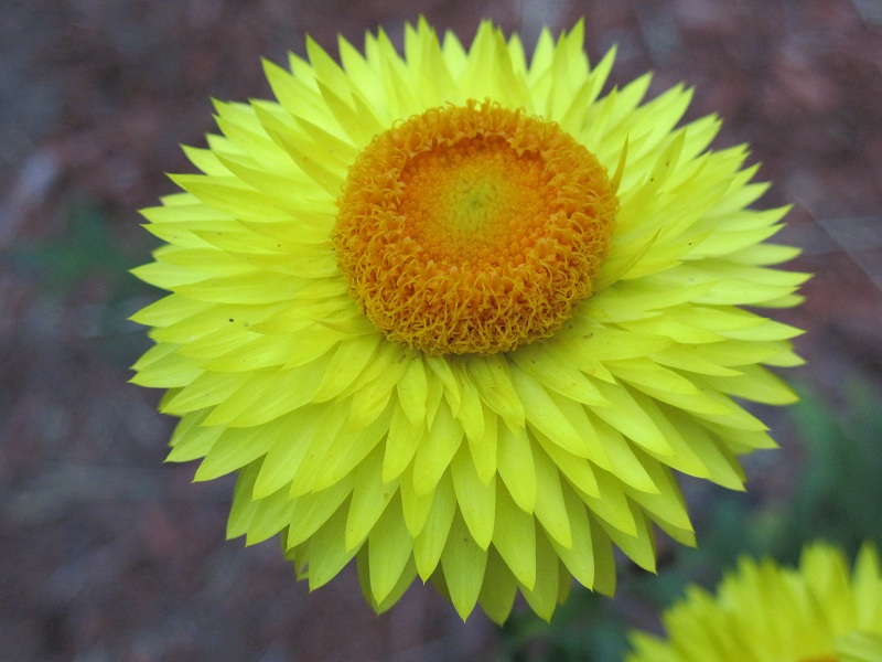 File:Strawflower1-2012.jpg