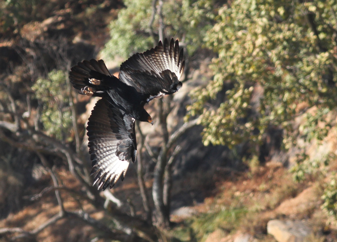 Verreaux's eagle – black eagle